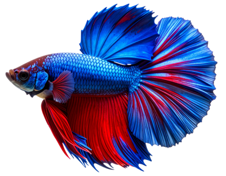 Colorful Betta Fish with Flowing Fins, Side View, Deep Blue and Red Tones, Isolated on Transparent Background.