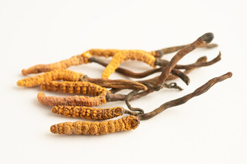 Cordyceps or Ophiocordyceps sinensis mushroom herb is fungus for used as medicine on white background.