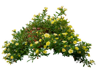 lemon tree branch