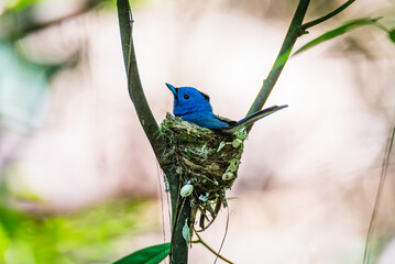 Male Black-naped Monarch Guarding Nest in Forest