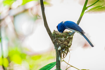 Male Black-naped Monarch Guarding Nest in Forest