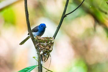 Black-naped Monarch at Nest in a Forest Tree