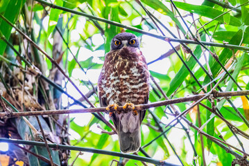 Brown Hawk Owl Perched in Bamboo