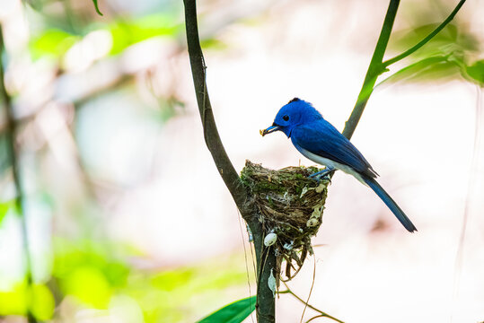 Male Black-naped Monarch Guarding Nest in Forest