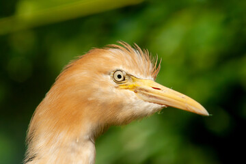 Portrait of a cattle egret. Close-up view of a cattle egret