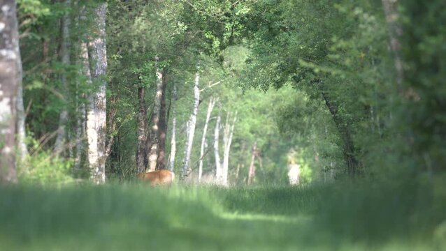 Red Deer hind with her young female crossing a forest path. Cervus elaphus, Sologne, Loiret 45, r&eacute;gion Centre Val de Loire, France, Europe