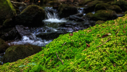 Fototapeta premium Small stream, waterfall and undergrowth of the Tarn in the Commune of Lamontélarié in the south of France 