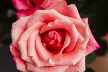 The rose peony is very beautiful, close-up.