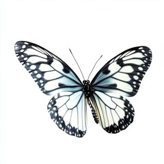 Obraz premium Butterfly insect white art.