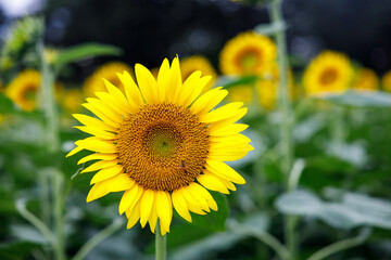 Close-up of a Single Sunflower in Full Bloom in a Summer Field


