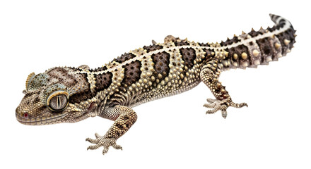 A captivating studio portrait of a unique gecko, showcasing intricate patterned skin and textured scales against a pristine white background, highlighting its natural beauty