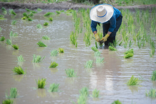 Farmers grow rice in terraced fields on hillsides during the rainy season, planting sanpatong 1 rice variety.