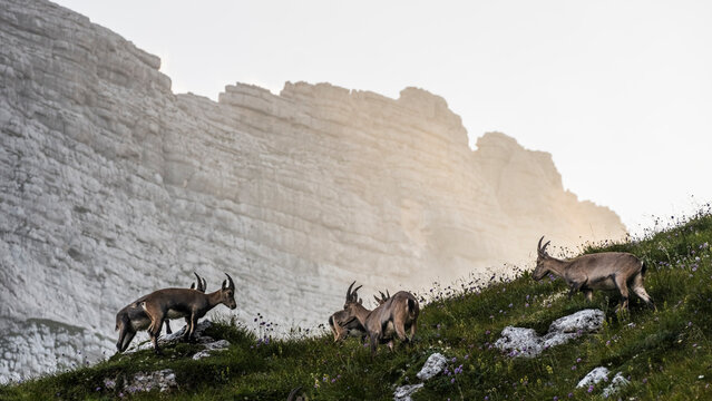 Fototapeta A herd of Alpine ibex graze on a grassy hillside with wildflowers, set against a backdrop of a towering, layered rock formation. Julian Alps, Tarvisio, Friuli Venezia Giulia, Italy