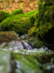 Small stream, waterfall and undergrowth of the Tarn in the Commune of Lamontélarié in the south of France
