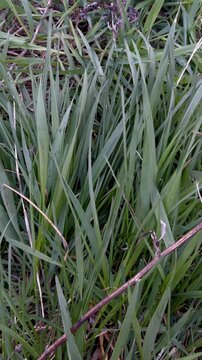 Green leaves of a  grass after the rain
