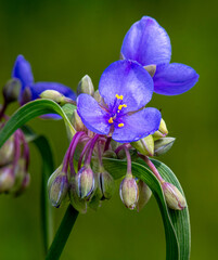 Ohio Spiderwort