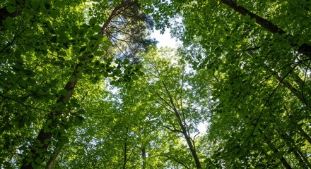 Obraz premium Lush Green Canopy Skyward View Through Forest Trees, Nature, Woods