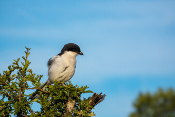 A striking Southern fiscal shrike perches on a shrub against a clear blue sky in Addo Elephant National Park, Eastern Cape, South Africa. 