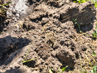 dry earth. Cracked black earth. Dry summer. Insufficient soil moisture. Lack of moisture in the soil. Dry cracked land ground, rotating, turning, top view