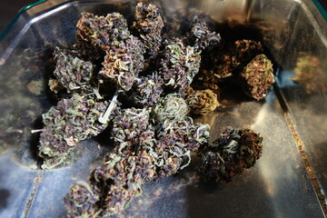 dry bud medical marijuana.cannabis close up