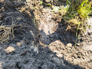 dry earth. Cracked black earth. Dry summer. Insufficient soil moisture. Lack of moisture in the...
