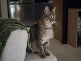 Chat gris assis sur canapé regardant au loin