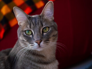 Portrait en gros plan d’un chat gris adulte sur fond rouge