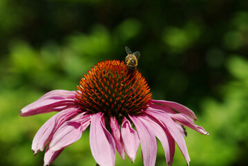 Echinacea purpurea auch Sonnenhut im Garten mit arbeitende Biene.