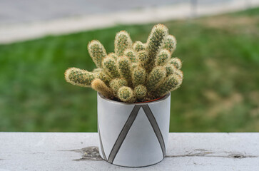 Modern Cactus Decor in Minimalist Pot