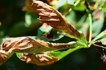 La sécheresse sur les feuilles de maroniers, le réchauffement climatique