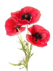 Naklejka premium Bright red poppy flowers on white background. Meadow plant