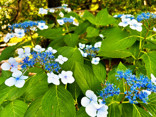 鮮やかな紫陽花