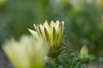 bright yellow opening midday flower, opening yellow petals, half open flowers, gazania flowers,...