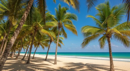 Obraz premium Palmeras en verano en una playa de méxico, Palm trees in summer on a beach in Mexico
