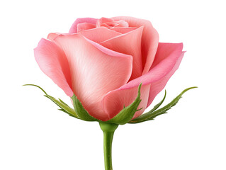 Elegant pink rose on black, a stunning closeup of floral beauty and delicate petals