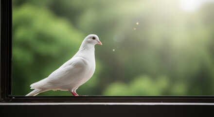 A serene white dove, a symbol of peace and hope, perching on a windowsill with a beautiful green bokeh background and warm sunlight.