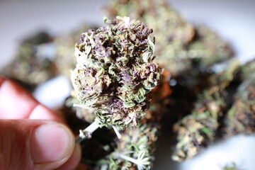 dry bud medical marijuana.cannabis close up