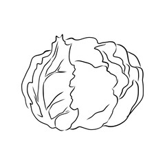 Hand drawn vector illustration of isolated line art cabbage white background, outline vegetable icons for your design, menu, mockup, educational coloring book for children, food ingredient