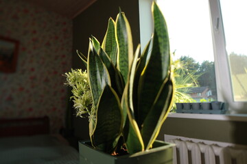 Sansevieria plant blooms in a pot white flowers
