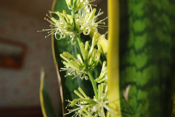 Sansevieria plant blooms in a pot white flowers