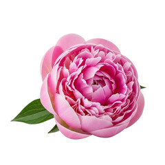 Fototapeta premium A single lush pink peony bloom with green leaves isolated on transparent background