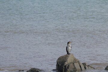 Fototapeta premium Seabird perched on coastal rocks by the sea with calm ocean waves in the background, peaceful marine wildlife scene ideal for nature, travel, and environmental conservation concepts