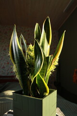 Sansevieria plant blooms in a pot white flowers