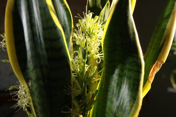 Sansevieria plant blooms in a pot white flowers