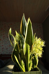 Sansevieria plant blooms in a pot white flowers
