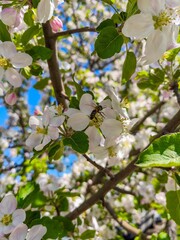 A tree with many white flowers and a bee on one of them. The bee is on a flower that is in the...