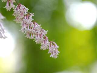 light pink flowers of lilac green background and bright balls of light, pink lilac and beautiful bokeh in the background, Syringa