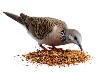 Zebra dove bird feeding on scattered seeds and millet 