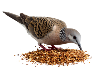 Zebra dove bird feeding on scattered seeds and millet 