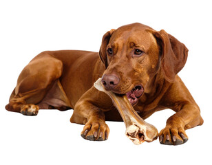 A contented Vizsla dog lying down and happily chewing a large bone, symbolizing canine satisfaction, natural instincts, and pet care.